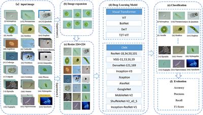 A Comparative Study of Deep Learning Classification Methods on a Small Environmental Microorganism Image Dataset (EMDS-6): From Convolutional Neural Networks to Visual Transformers